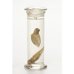 Gooseneck barnacle wet specimens in glass jar.