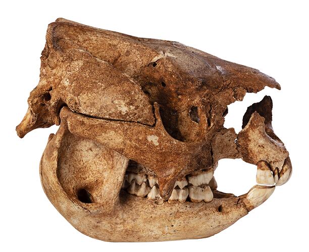 Fossil kangaroo skull and jaw in side view.