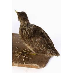 Mottled brown bird specimen mounted on artifical soil base.