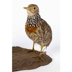 Research Focus, Victorian Birds - Plains-wanderer, <em>Pedionomus torquatus</em>