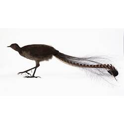 Dark bird specimen mount with long elaborate tail feathers.