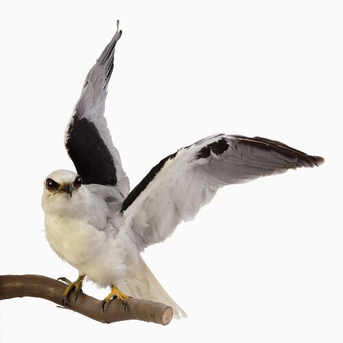 White bird specimen with large eyes mounted with wings spread.