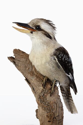 Bird specimen with large open beak mounted to a branch.
