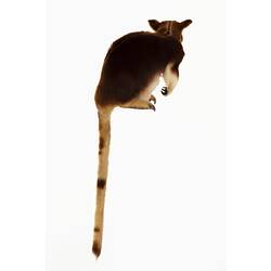 Mounted tree kangaroo specimen with brown and cream fur, with long tail hanging down.