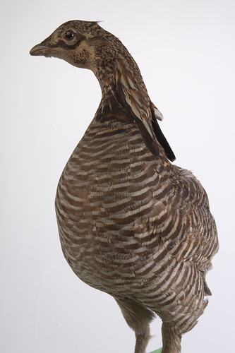 Front view of brown and cream mounted bird specimen.