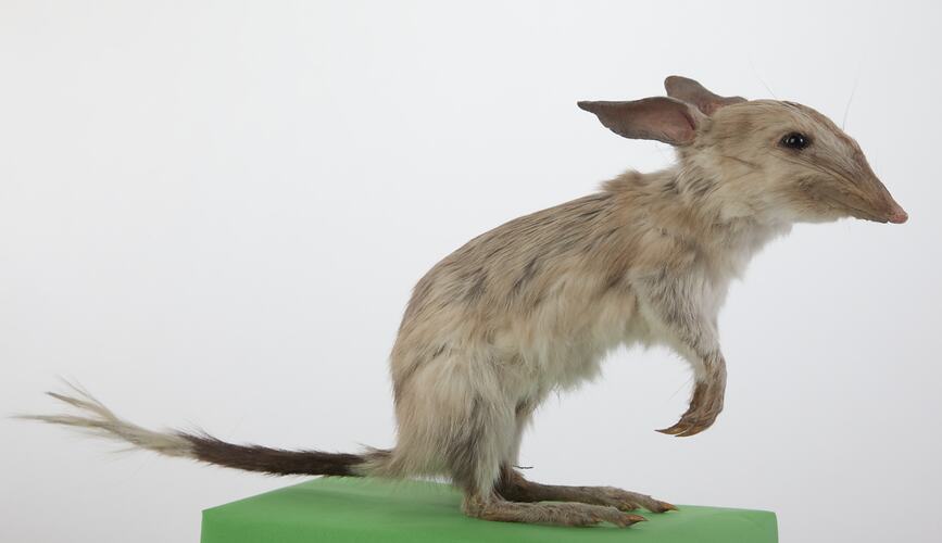 Taxidermied bilby specimen .