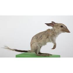 Taxidermied bilby specimen .