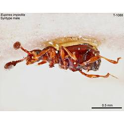 Beetle specimen, male, lateral view.