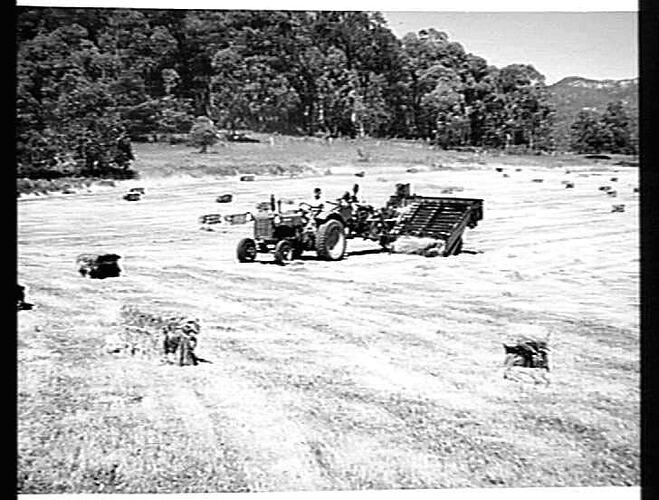 NO. 360. HIGH UP IN THE VICTORIAN ALPS. THIS SUNSHINE PICKUP BALER, DRAWN BY SUNSHINE MASSEY HARRIS TRACTOR, IS BALING MEADOW HAY FROM THE SWATH. PORTION OF MOUNT BUFFALO SHOWS AT THE EXTREME, RIGHT            BACKGROUND. POREPUNKAH, VIC. DECEMBER, 1949.