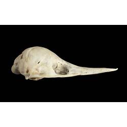 Echidna skull with very long slender snout.