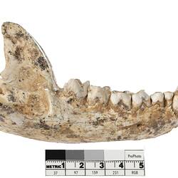 Fossil mandible in side view.