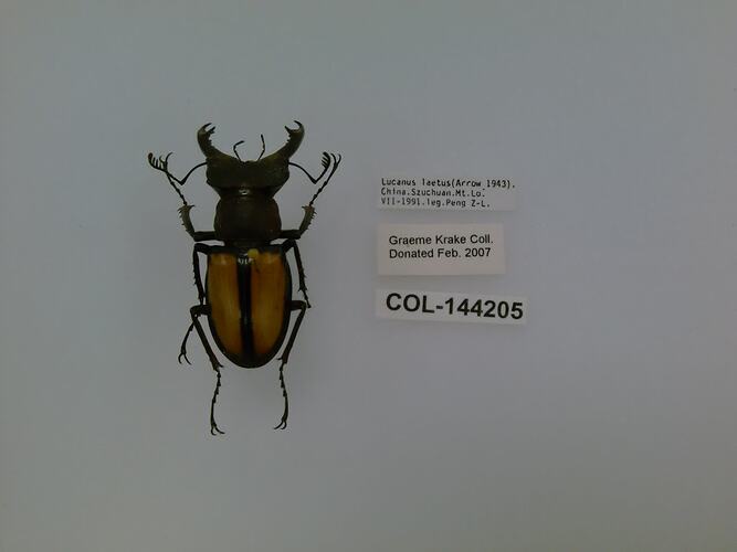 Shiny brown beetle specimen with large mandibles, pinned next to text labels.