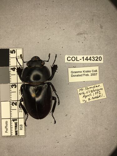 Shiny brown beetle specimen with large mandibles, pinned next to text labels.