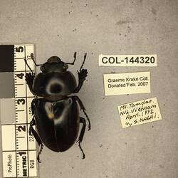 Shiny brown beetle specimen with large mandibles, pinned next to text labels.