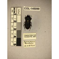 Dorsal view of pinned beetle specimen with labels.