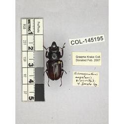 Dorsal view of pinned beetle specimen with labels.