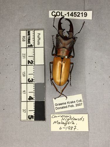 Dorsal view of pinned beetle specimen with labels.