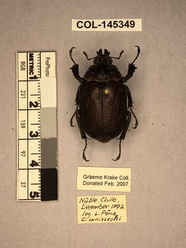 Shiny brown beetle specimen with large mandibles, pinned next to text labels.