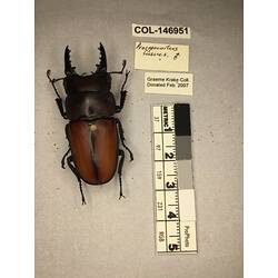 Dorsal view of pinned beetle specimen with labels.