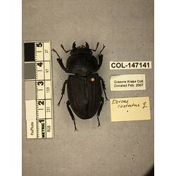 Dorsal view of pinned beetle specimen with labels.