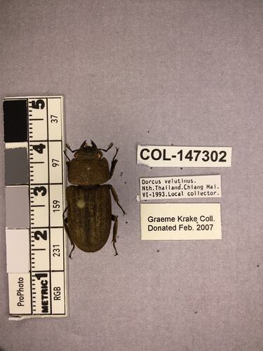 Shiny brown beetle specimen with large mandibles, pinned next to text labels.