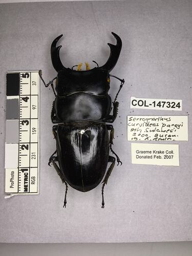 Shiny metallic beetle specimen with large mandibles, photographed next to text labels.