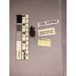 Dorsal view of pinned beetle specimen with labels.