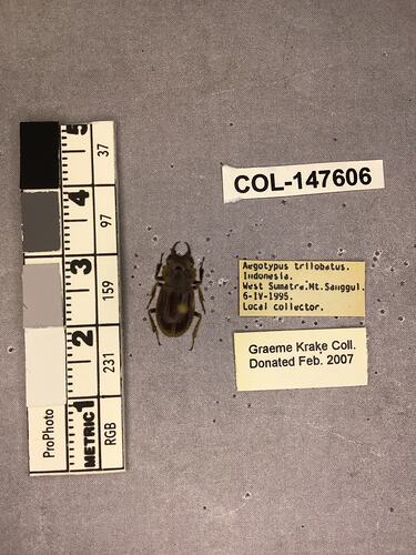 Shiny brown beetle specimen with large mandibles, pinned next to text labels.