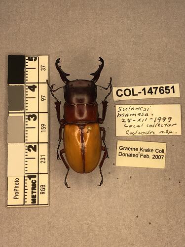 Shiny brown beetle specimen with large mandibles, pinned next to text labels.