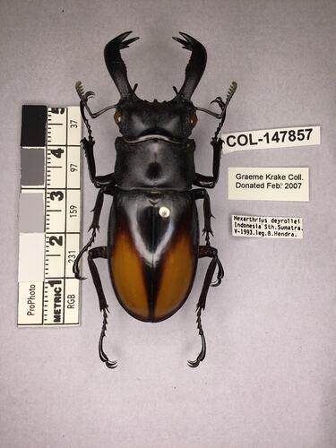 Shiny brown beetle specimen with large mandibles, pinned next to text labels.
