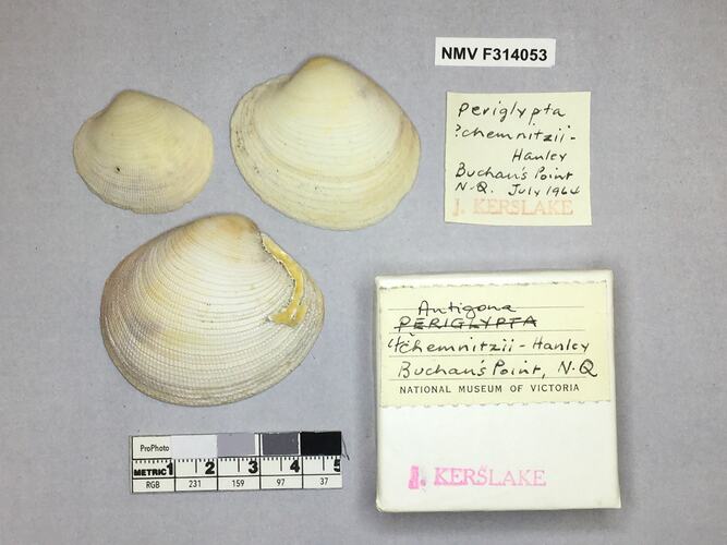 Dry Venus Clam shells beside labels.