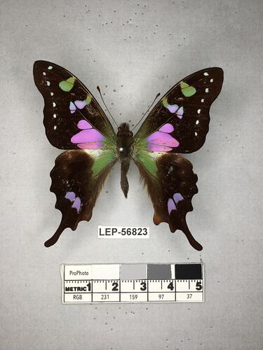 Pinned butterfly specimen beside label.