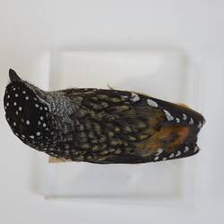 <em>Pardalotus punctatus</em>, Spotted Pardalote. [B 21620]