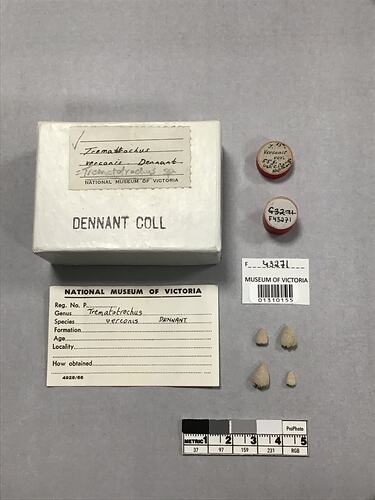 Dry stony coral specimen beside labels.