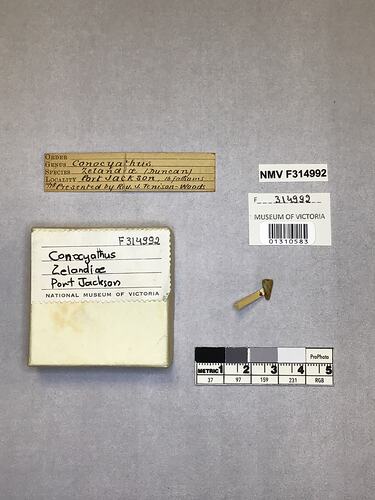 Dry stony coral specimen beside labels.