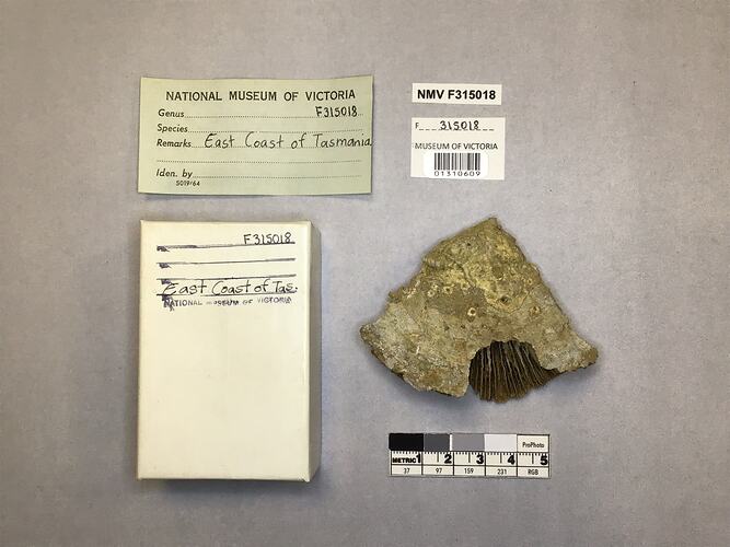 Dry stony coral specimen beside labels.
