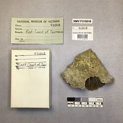 Dry stony coral specimen beside labels.