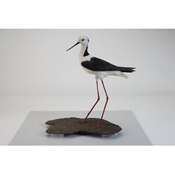 <em>Himantopus himantopus leucocephalus</em>, Black-winged Stilt. [B 32995]