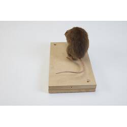 <em>Rattus fuscipes</em>, Australian Bush Rat. [C 6871]