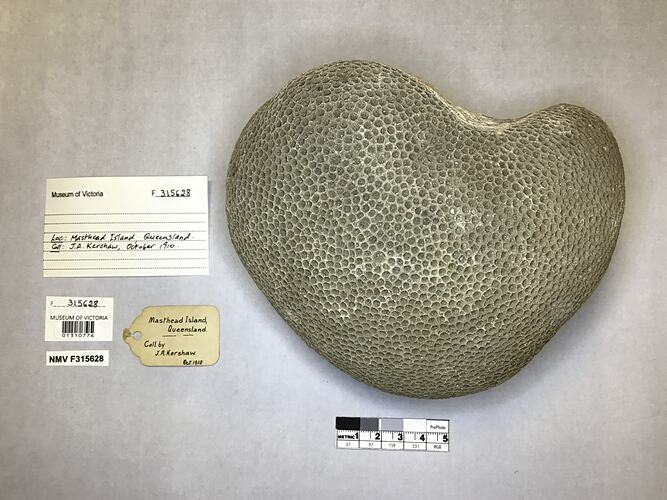 Dry stony coral specimen beside labels.