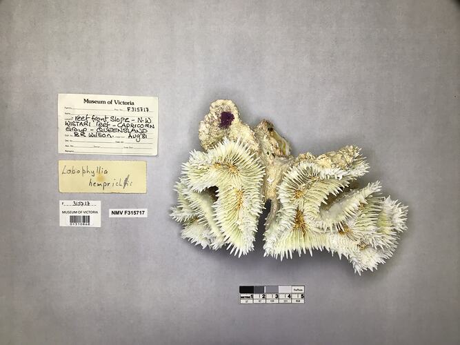 Dry stony coral specimen beside labels.
