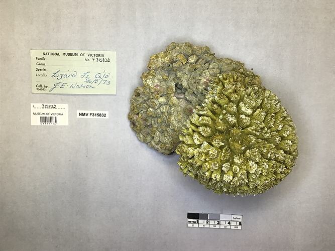 Dry stony coral specimen beside labels.