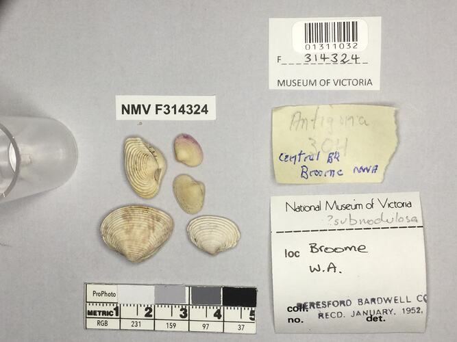 Dry Venus Clam shells beside labels.