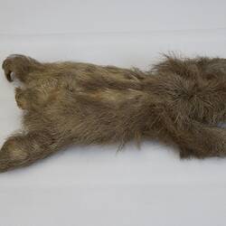 <em>Bradypus tridactylus</em>, Pale-throated Three-toed Sloth. [C 29914.1]