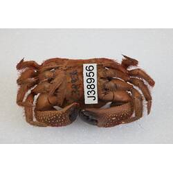 <em>Pilumnus tomentosus</em>, Common Hairy Crab. [J 38956]