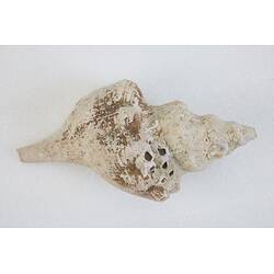 <em>Penion maximus</em>, giant whelk. [J 73847.1]