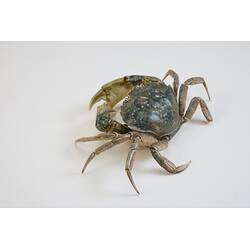 <em>Carcinus maenas</em>, European Shore Crab. [J 20921]