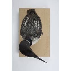 <em>Gavia immer</em>, Common Loon. [146]