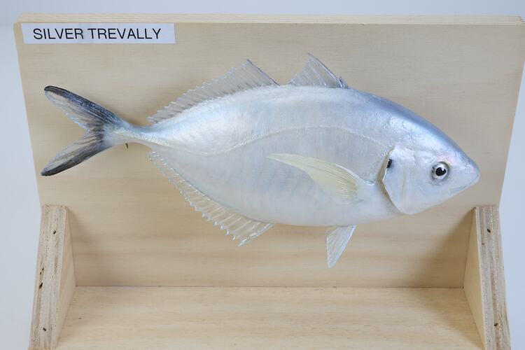 <em>Pseudocaranx georgianus</em>, Silver Trevally, model. [A 31384-004]