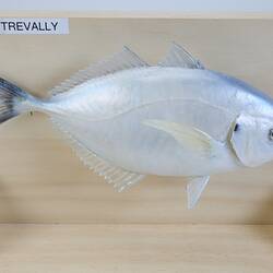 Our Wondrous Planet, Our Wild Family: Model - Silver Trevally, <em>Pseudocaranx georgianus</em> (Cuvier, 1833)